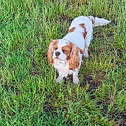 Lady participe au concours pour gagner de l'argent avec cette photo : dog, grass, outdoor, animal, pet, canine, field, nature, fur, white, brown, collar, standing, daylight, greenery, mammal, cute, small_dog, portrait, eyes_closed
