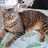 Paddigton a rejoint le concours — aidez-le/la à gagner de superbes lots ! cat, tabby, indoor, table, tablecloth, leaf_pattern, green_eyes, feline, pet, animal, relaxed, curious, fur, whiskers, paws, tail, floor_tiles, chair, domestic, resting