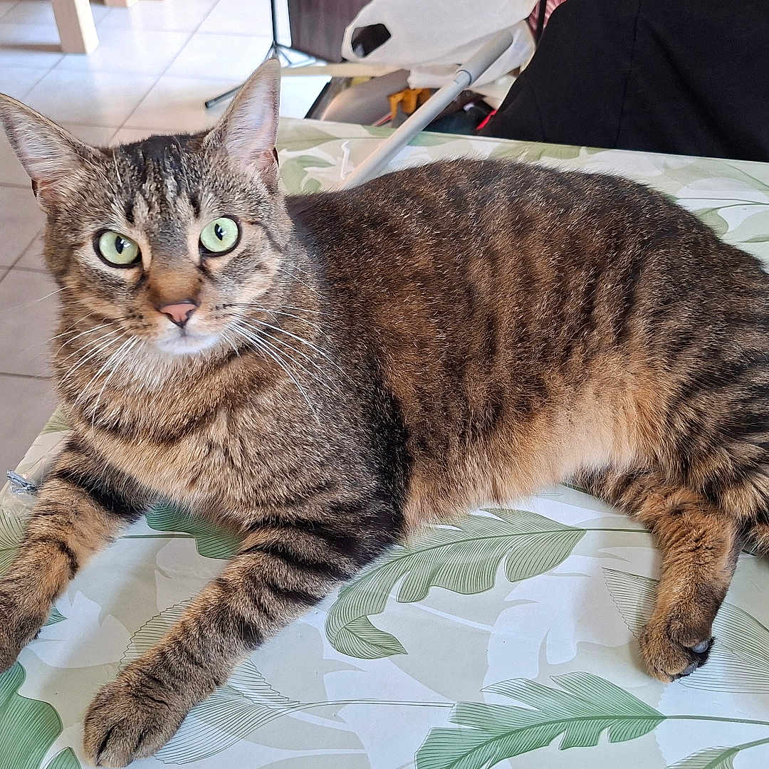 Paddigton a rejoint le concours — aidez-le/la à gagner de superbes lots ! cat, tabby, indoor, table, tablecloth, leaf_pattern, green_eyes, feline, pet, animal, relaxed, curious, fur, whiskers, paws, tail, floor_tiles, chair, domestic, resting