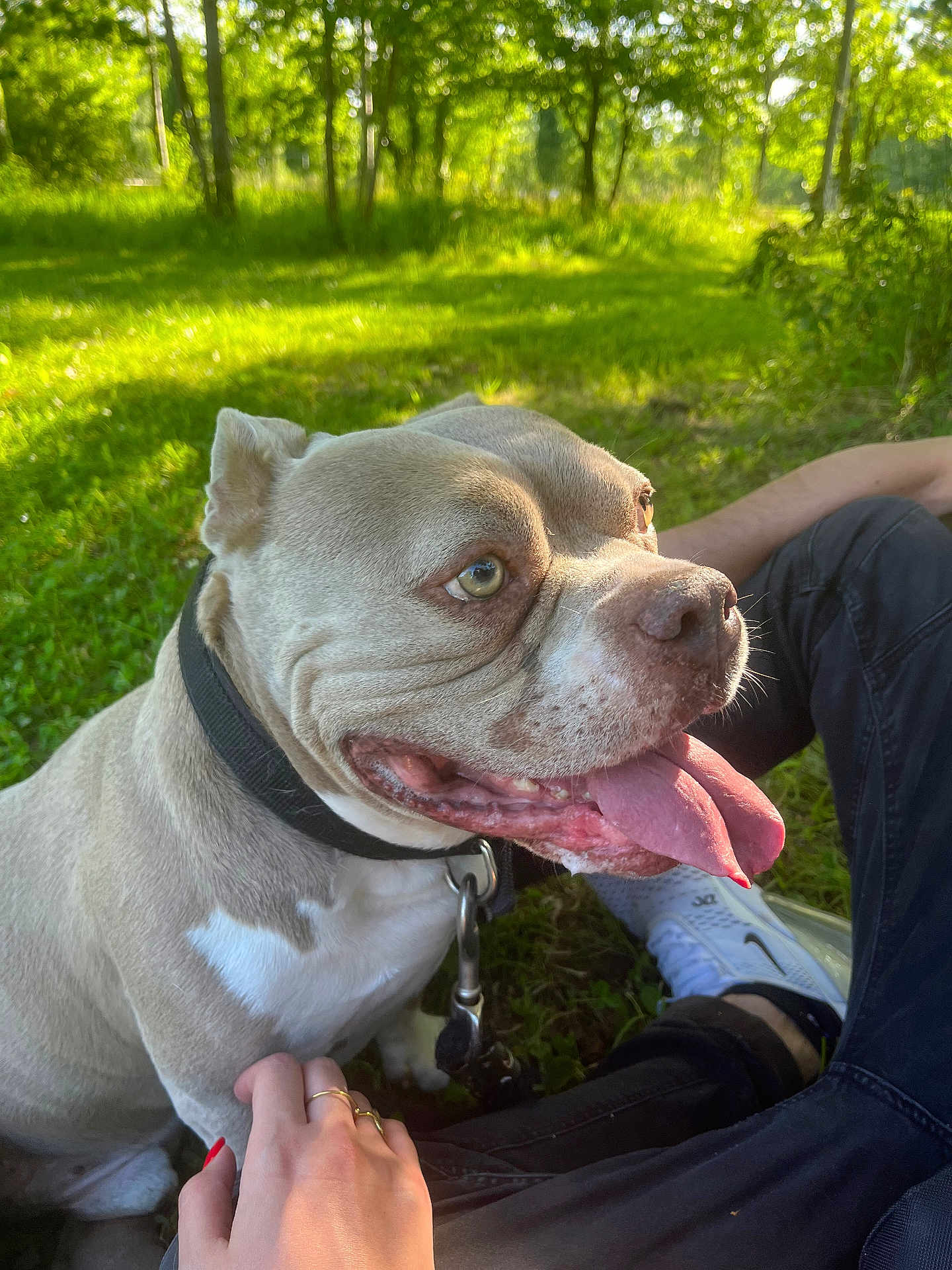 Khoff a rejoint le concours — aidez-le/la à gagner de superbes lots ! dog, pitbull, pet, tongue, leash, collar, sitting, grass, park, sunlight, trees, human_hand, shoe, pants, nail_polish, outdoor, summer, happy, closeup, panting