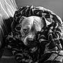 Khoff participe au concours pour gagner de l'argent avec cette photo : dog, pet, blanket, couch, cozy, portrait, black_and_white, monochrome, indoor, resting, sleepy, face, eyes, nose, paw, fabric, pattern, texture, close_up, domestic_animal
