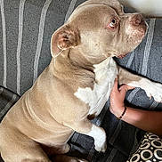 Khoff participe au concours pour gagner de l'argent avec cette photo : dog, pitbull, pet, couch, pillow, striped_blanket, human_hand, bracelet, indoor, relaxed, tan_coat, white_chest, close_up, looking_up, paw, nails, upholstery, wall, domestic_animal, companion