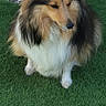 dog, shetland_sheepdog, grass, tennis_ball, pet, outdoor, fur, animal, play, waiting, green, rocks, nature, canine, paw, fluffy, toy, companion, cute, calm