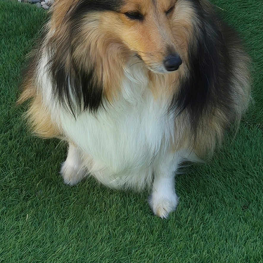 Plume a rejoint le concours — aidez-le/la à gagner de superbes lots ! dog, shetland_sheepdog, grass, tennis_ball, pet, outdoor, fur, animal, play, waiting, green, rocks, nature, canine, paw, fluffy, toy, companion, cute, calm
