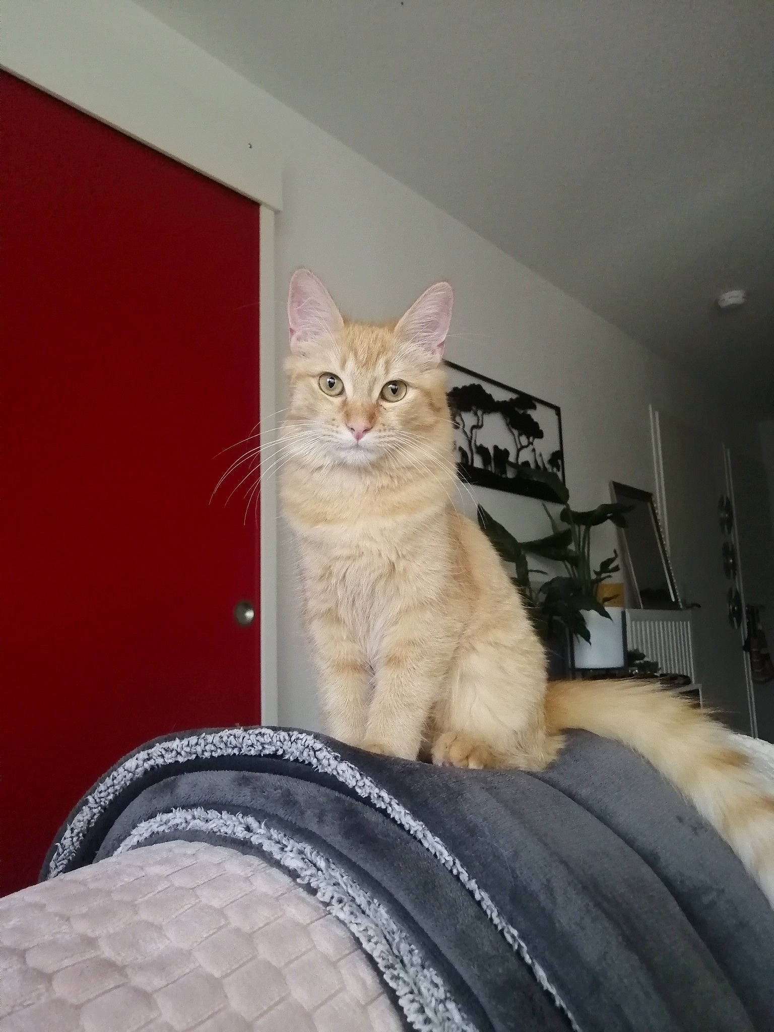 Sally a rejoint le concours — aidez-le/la à gagner de superbes lots ! automotive_tire, carnivore, cat, chair, comfort, door, fawn, felidae, fender, floor, flooring, fur, grey, small_to_medium_sized_cats, snout, tail, tire, tread, whiskers, wood