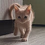 kitten, cat, indoor, floor, wood_floor, walking, curious, pet, feline, fur, tail, ears, whiskers, closeup, young, small, domestic_animal, animal, home, cute