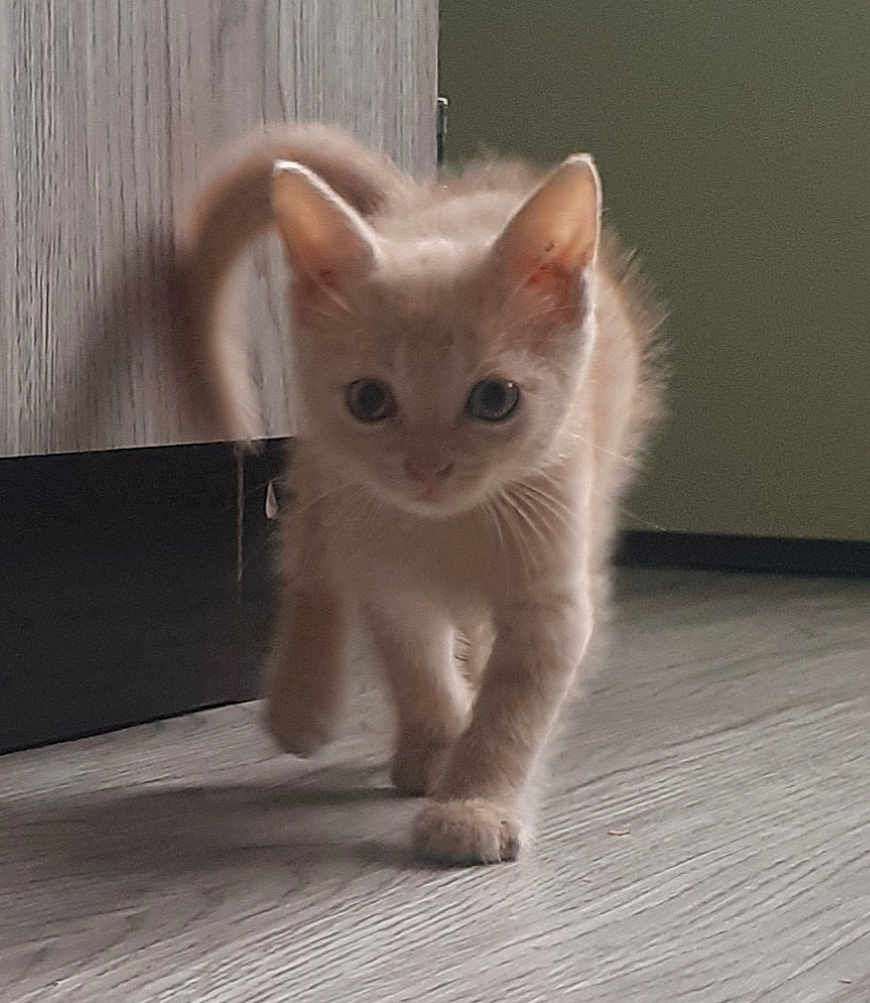 Arya