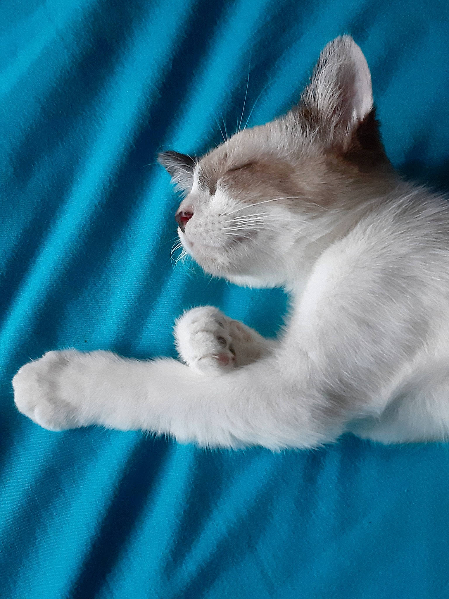 Pacha participe au concours pour gagner de l'argent avec cette photo : aegean_cat, blue, burmilla, carnivore, cat, domestic_short_haired_cat, felidae, kitten, mammal, ojos_azules, paw, polydactyl_cat, ragdoll, small_to_medium_sized_cats, snout, tail, whiskers