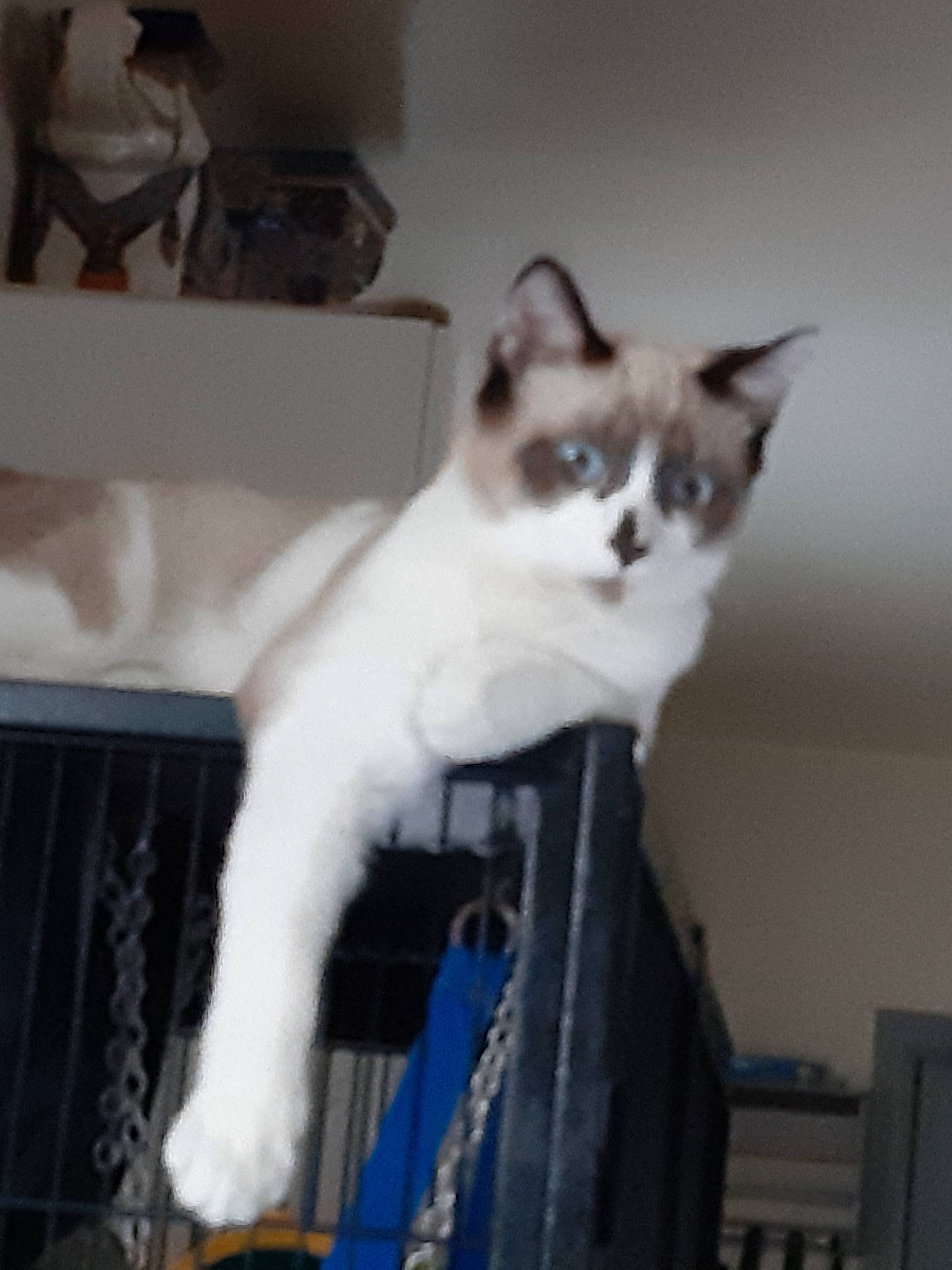 Pacha a rejoint le concours — aidez-le/la à gagner de superbes lots ! aegean_cat, asian, carnivore, cat, domestic_short_haired_cat, felidae, japanese_bobtail, kitten, mammal, ojos_azules, polydactyl_cat, ragdoll, small_to_medium_sized_cats, snowshoe, tail, thai, turkish_angora, turkish_van, whiskers