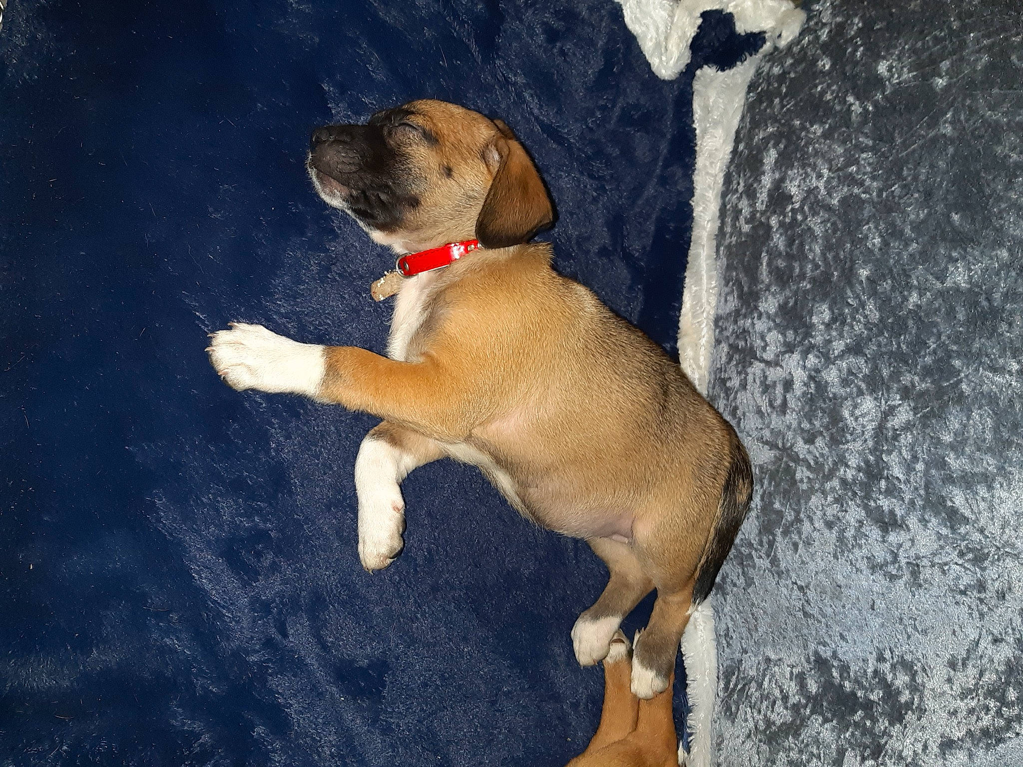 Kira a rejoint le concours — aidez-le/la à gagner de superbes lots ! canidae, carnivore, collar, companion_dog, dog, dog_breed, dog_collar, dog_supply, fawn, fur, liver, paw, pet_supply, puppy, snout, sporting_group, stuffed_toy, tail, toy, working_animal