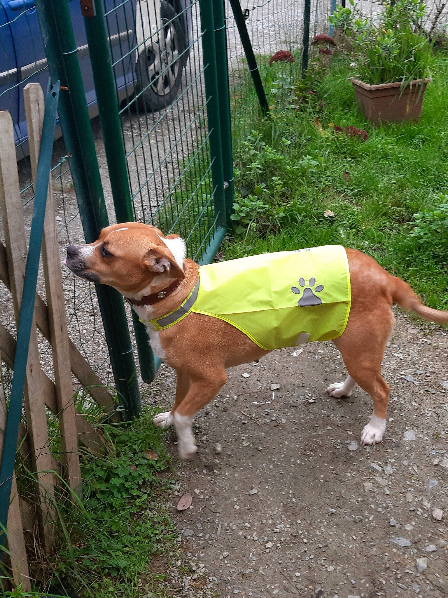 Nayka a rejoint le concours — aidez-le/la à gagner de superbes lots ! american_pit_bull_terrier, american_staffordshire_terrier, canidae, carnivore, companion_dog, dog, dog_breed, dog_walking, fawn, hunting_dog, mammal, non_sporting_group, pit_bull