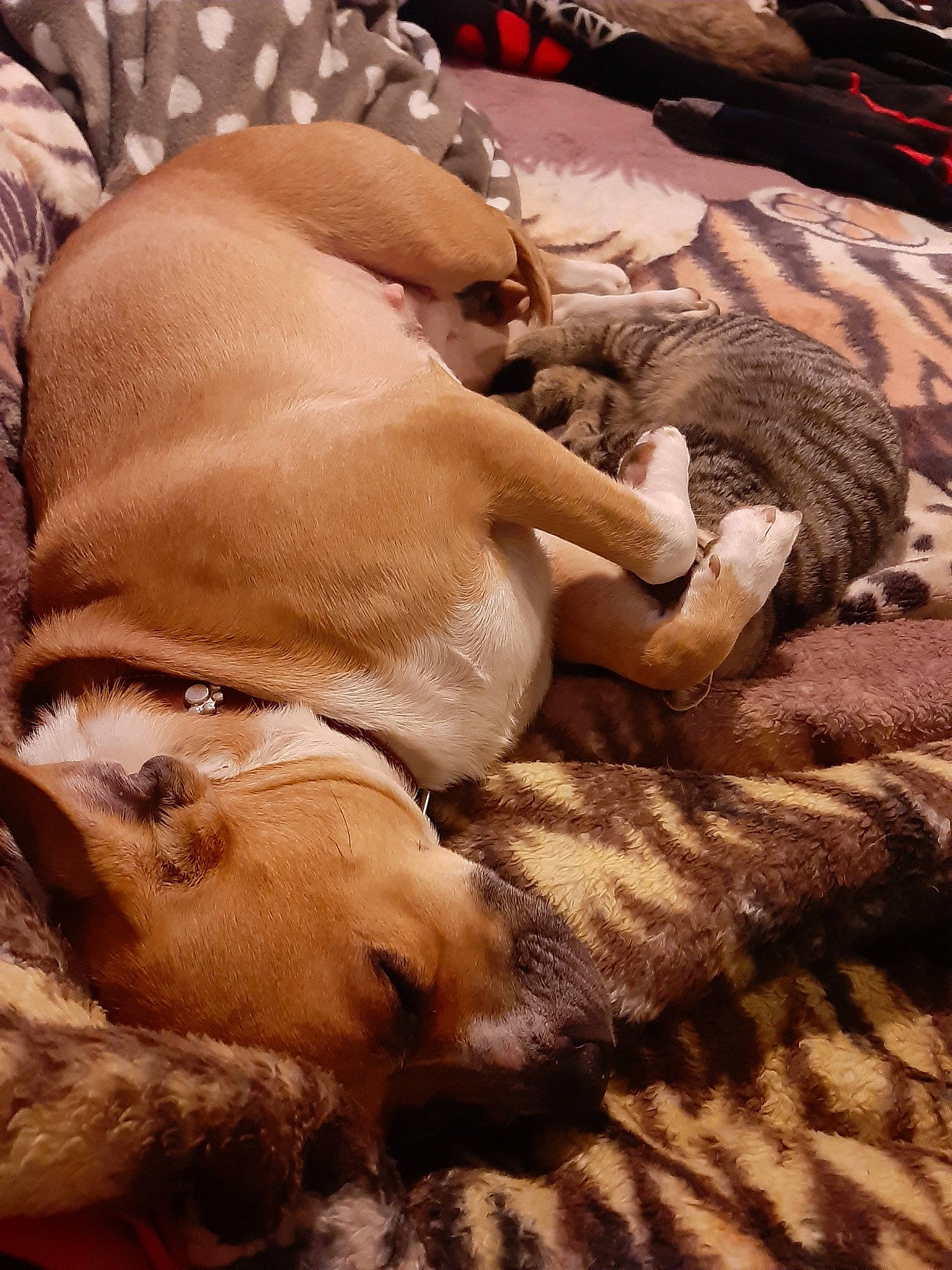 Nayka a rejoint le concours — aidez-le/la à gagner de superbes lots ! canidae, carnivore, dog, dog_breed, fawn, nap, puppy, sleep, snout, sporting_group