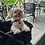 dog, white_dog, stroller, outdoor, cafe, chairs, greenery, pet, happy, tongue_out, collar, leash, daytime, fence, table, pavement, smiling, cute, small_dog, fluffy