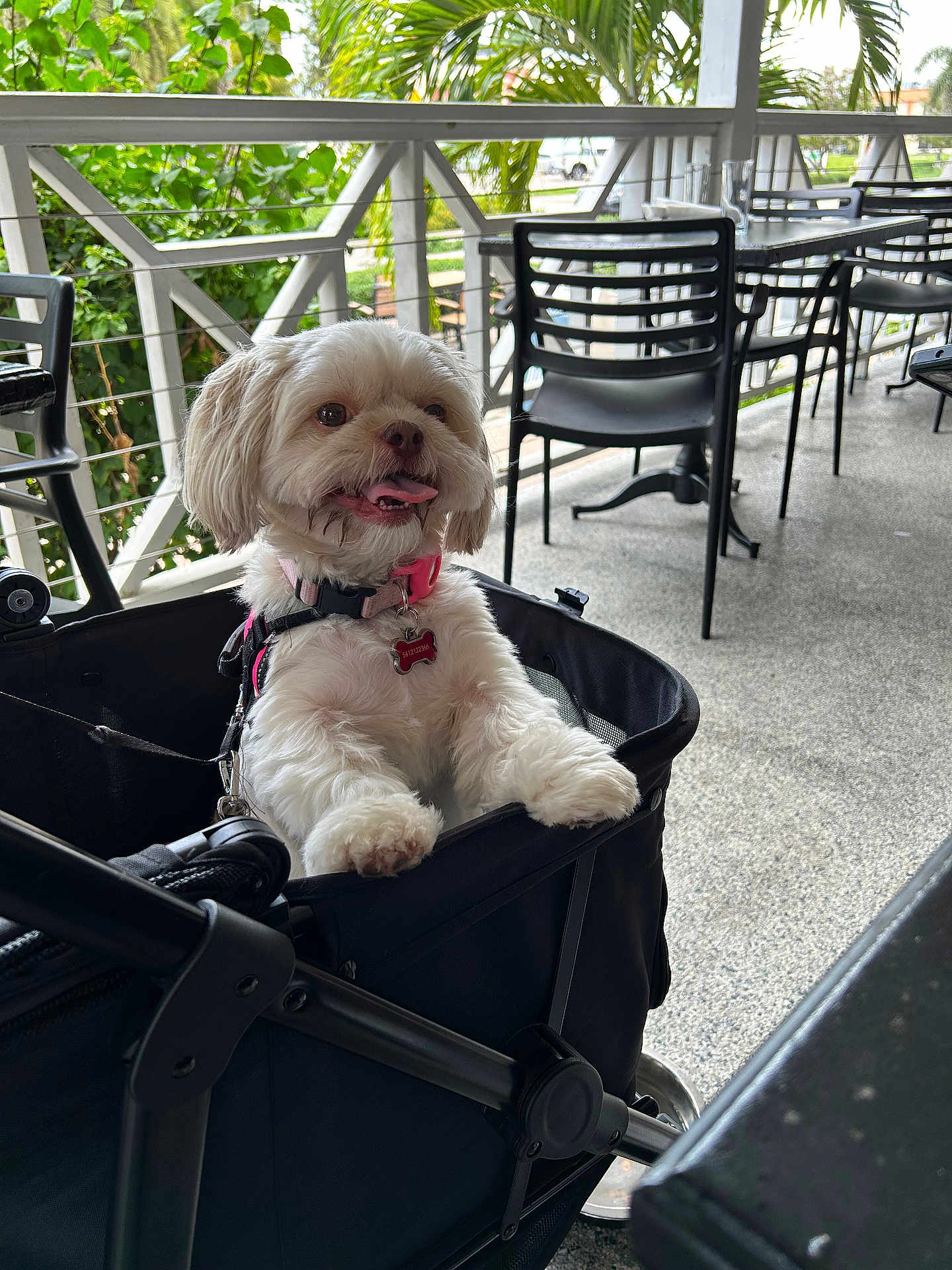 Lucy joined the competition — help win amazing prizes! dog, white_dog, stroller, outdoor, cafe, chairs, greenery, pet, happy, tongue_out, collar, leash, daytime, fence, table, pavement, smiling, cute, small_dog, fluffy