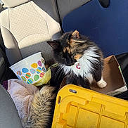 Cookie joined the competition — help win amazing prizes! cat, calico, furry, pet, car_seat, bucket, easter_eggs, blanket, cardboard_box, yellow_container, sunlight, indoor, animal, fluffy, resting, fur, collar, seat, vehicle, comfort