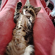 Moumie participe au concours pour gagner de l'argent avec cette photo : kitten, cat, tabby, feline, pet, animal, cute, playful, paw, fur, whiskers, blanket, pink, cozy, indoor, resting, lying_down, young, small, adorable