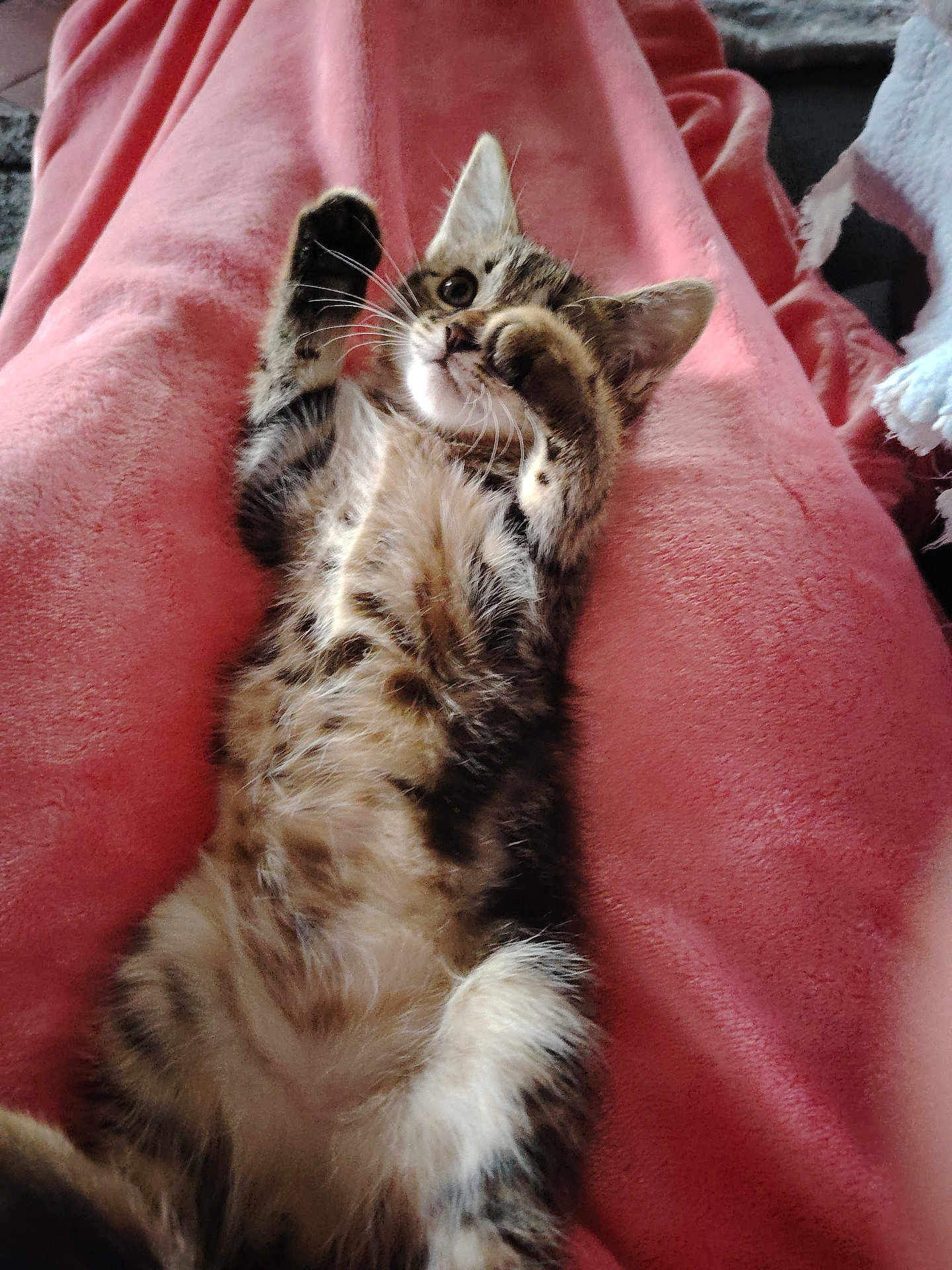 Moumie participe au concours pour gagner de l'argent avec cette photo : kitten, cat, tabby, feline, pet, animal, cute, playful, paw, fur, whiskers, blanket, pink, cozy, indoor, resting, lying_down, young, small, adorable