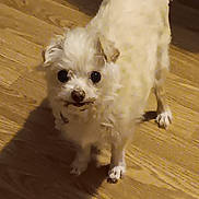 Chevy joined the competition — help win amazing prizes! dog, small_dog, white_dog, fluffy, pet, indoor, wooden_floor, curious, standing, shadow, animal, companion, cute, domestic, fur, tail, ears, flooring, home, canine