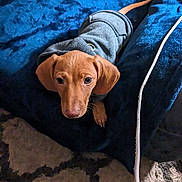 Teddy James joined the competition — help win amazing prizes! dog, puppy, dachshund, brown_dog, pet, animal, short_hair, floppy_ears, wide_eyes, looking_at_camera, wearing_clothes, gray_outfit, blue_blanket, cozy, indoors, rug, carpet, charging_cable, portrait, cute