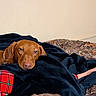 Teddy James is registered to the contest to win money with this photo: dog, brown_dog, sleepy, relaxed, lying_down, face, eyes, nose, ears, blanket, bed, bedroom, cozy, indoors, home, bedding, plaid, camouflage, portrait, pet