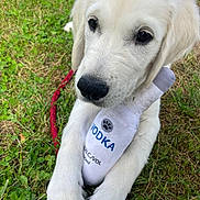 Doug participe au concours pour gagner de l'argent avec cette photo : adorable, animal, canine, closeup, cute, dog, grass, leash, lying_down, nature, outdoor, paw, pet, playful, plush, puppy, toy, vodka_bottle, white_fur, young_dog
