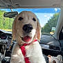 Doug participe au concours pour gagner de l'argent avec cette photo : animal, blue_sky, car_interior, car_seat, cute, dashboard, daytime, dog, golden_retriever, happy, leash, pet, puppy, red_harness, sneakers, sunlight, tongue_out, trees, vehicle, window