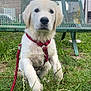Doug participe au concours pour gagner de l'argent avec cette photo : animal, bench, canine, cute, daylight, dog, fur, golden_retriever, grass, harness, leash, muzzle, nature, outdoor, park, pet, puppy, sitting, tree, young