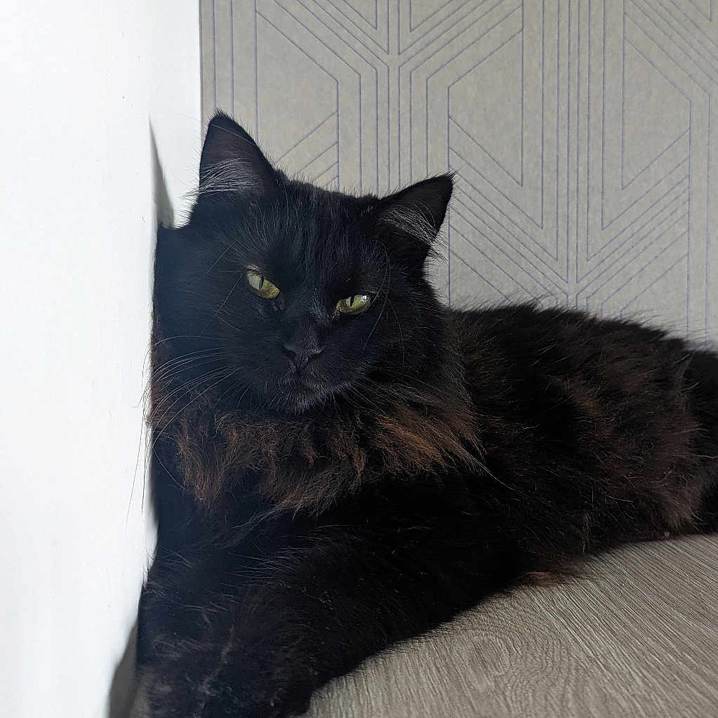 Siera a rejoint le concours — aidez-le/la à gagner de superbes lots ! animal, blackcat, cat, couch, furniture, hardwood, indoors, interiordesign, kitten, manx, pet, plywood, wood