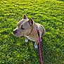 Ice a rejoint le concours — aidez-le/la à gagner de superbes lots ! dog, tan_dog, leash, pink_leash, collar, pink_collar, grass, green_grass, sunlight, outdoor, pet, canine, park, suburban, background, house, car, daylight, animal, sitting