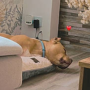 Ice participe au concours pour gagner de l'argent avec cette photo : dog, sleeping, pet_bed, floor, indoor, collar, wall, wallpaper, wooden_floor, decor, sofa, furniture, heart_emoji, resting, canine, cozy, home, relaxation, brown_dog, calm