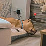 dog, sleeping, pet_bed, floor, indoor, collar, wall, wallpaper, wooden_floor, decor, sofa, furniture, heart_emoji, resting, canine, cozy, home, relaxation, brown_dog, calm