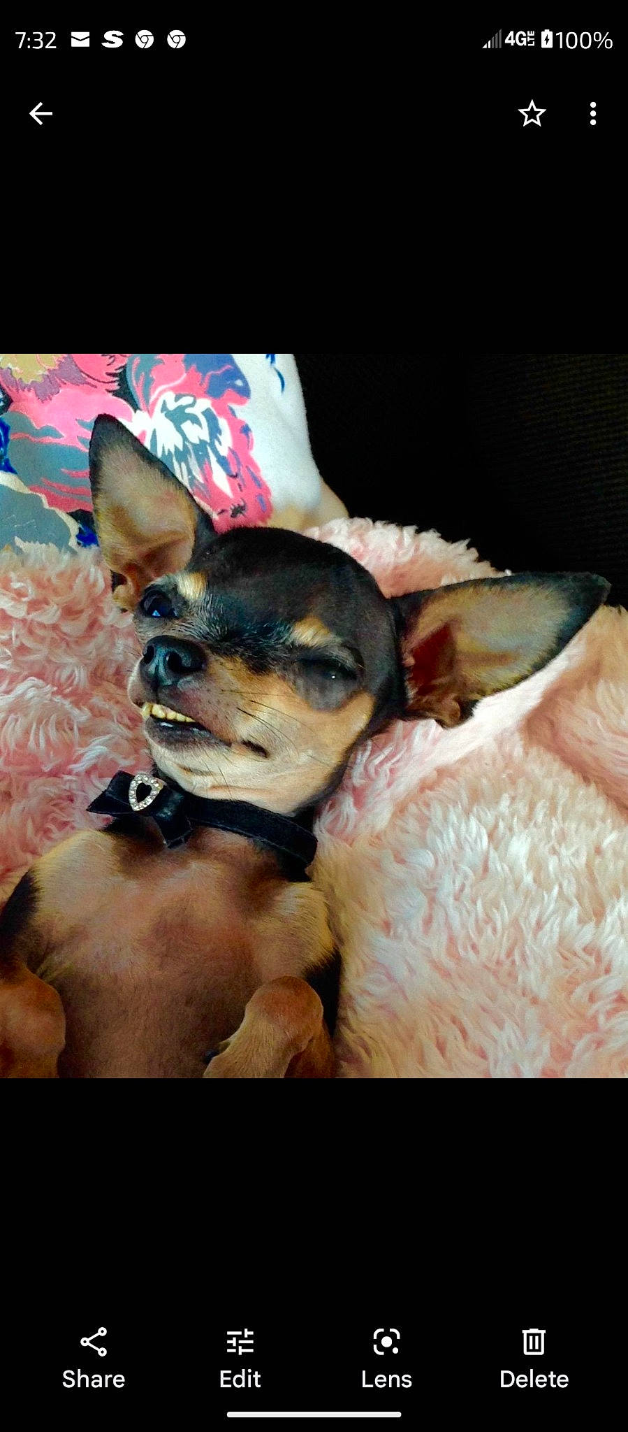 Gypsy is registered to the contest to win money with this photo: art, canidae, carnivore, chihuahua, companion_dog, corgi_chihuahua, dog, dog_breed, ear, fawn, fur, guard_dog, painting, paw, prazsky_krysarik, russkiy_toy, snout, toy_dog, whiskers, working_animal