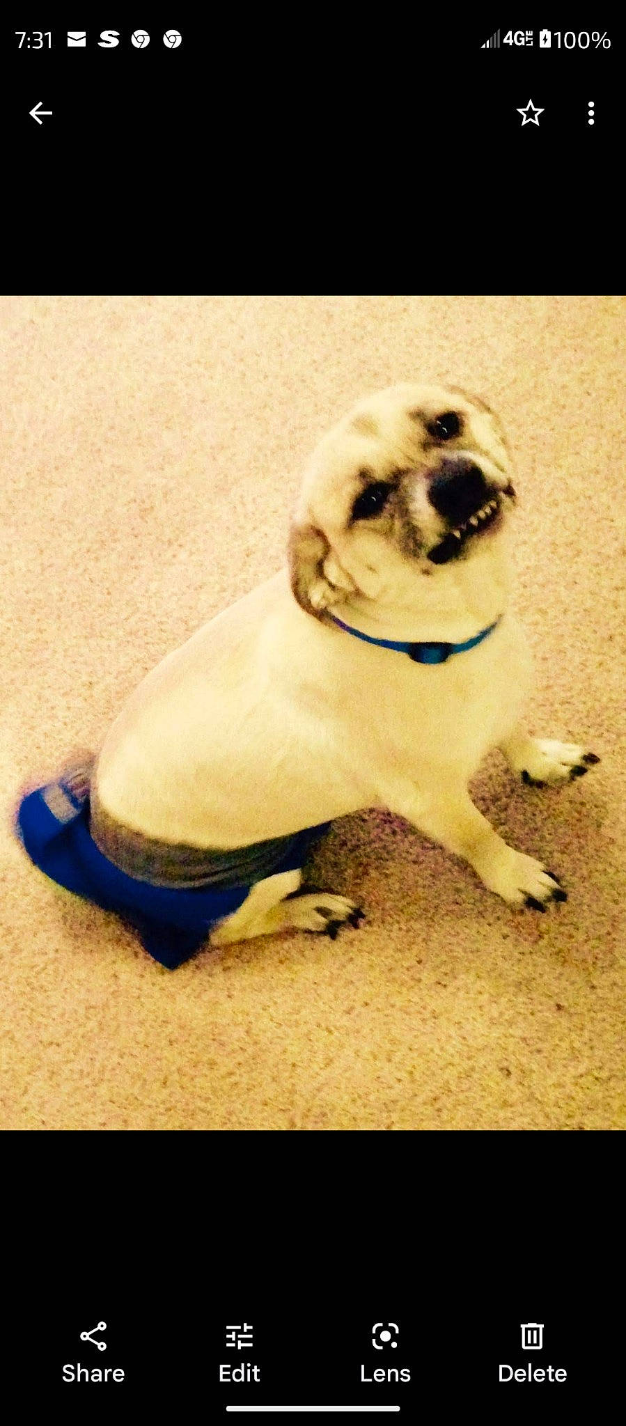 Tucker is registered to the contest to win money with this photo: canidae, carnivore, companion_dog, corgi_chihuahua, dog, dog_breed, dog_collar, electric_blue, fawn, fur, non_sporting_group, paw, plant, pug, sporting_group, tail, terrestrial_animal, toy_dog, whiskers, working_animal