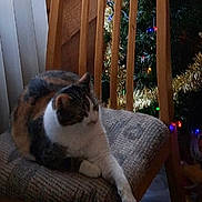 Kiki joined the competition — help win amazing prizes! cat, chair, cushion, wooden_chair, indoor, window, curtain, christmas_tree, holiday_decorations, tinsel, lights, relaxed, pet, feline, paw, home, cozy, decor, festive, domestic