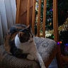 cat, chair, cushion, wooden_chair, indoor, window, curtain, christmas_tree, holiday_decorations, tinsel, lights, relaxed, pet, feline, paw, home, cozy, decor, festive, domestic