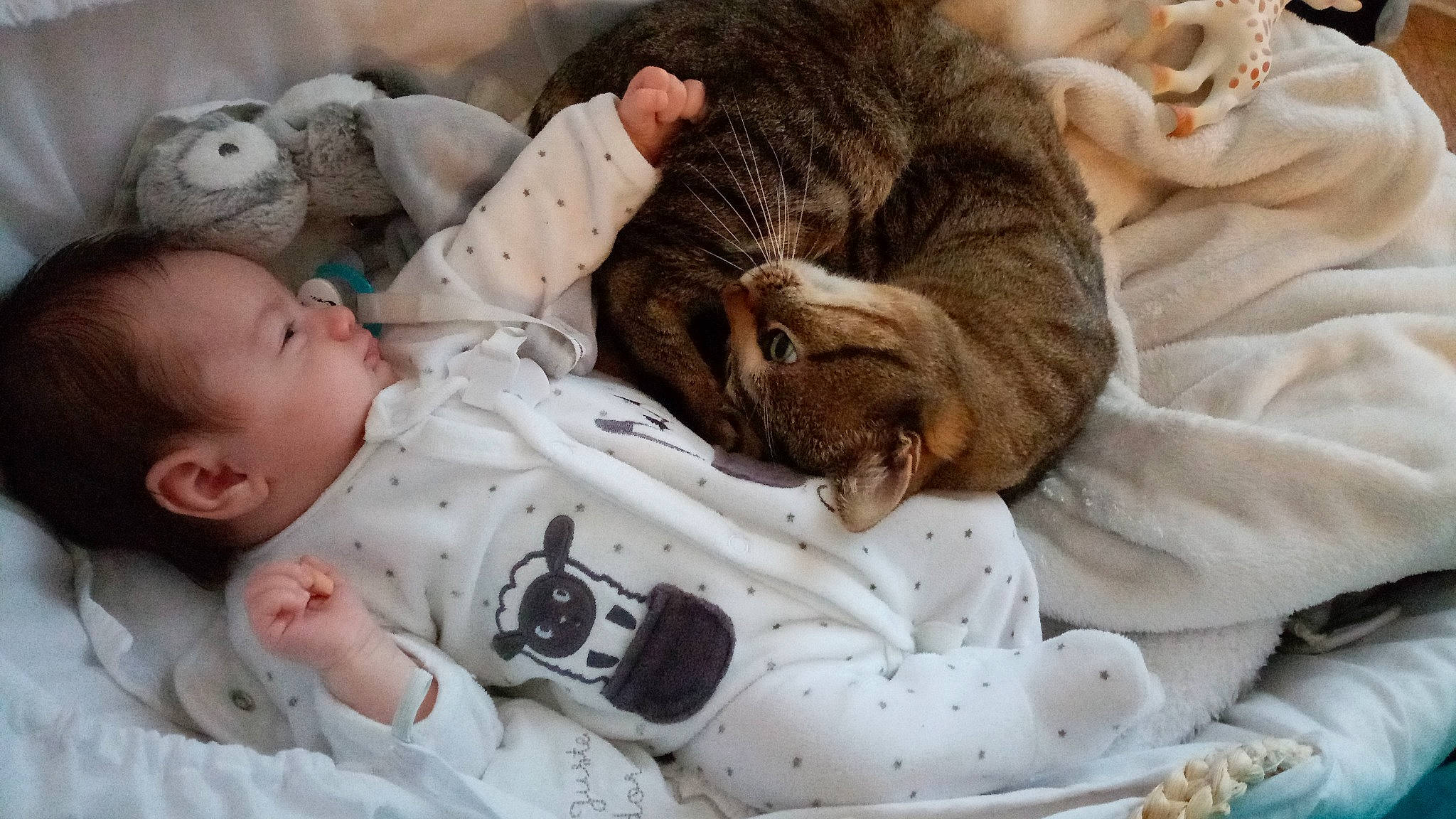 Livia a rejoint le concours — aidez-le/la à gagner de superbes lots ! baby, baby_sleeping, bedtime, birth, carnivore, cat, child, comfort, domestic_short_haired_cat, dragon_li, ear, european_shorthair, felidae, fur, nap, person, sleep, small_to_medium_sized_cats, snout, tabby_cat