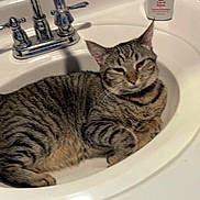 Sushi is registered to the contest to win money with this photo: cat, tabby_cat, sink, bathroom, faucet, white, domestic_cat, pet, animal, relaxed, lying_down, fur, whiskers, ears, tail, household, cleaning_supplies, clorox, lotion, countertop