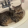 cat, tabby_cat, sink, bathroom, faucet, white, domestic_cat, pet, animal, relaxed, lying_down, fur, whiskers, ears, tail, household, cleaning_supplies, clorox, lotion, countertop