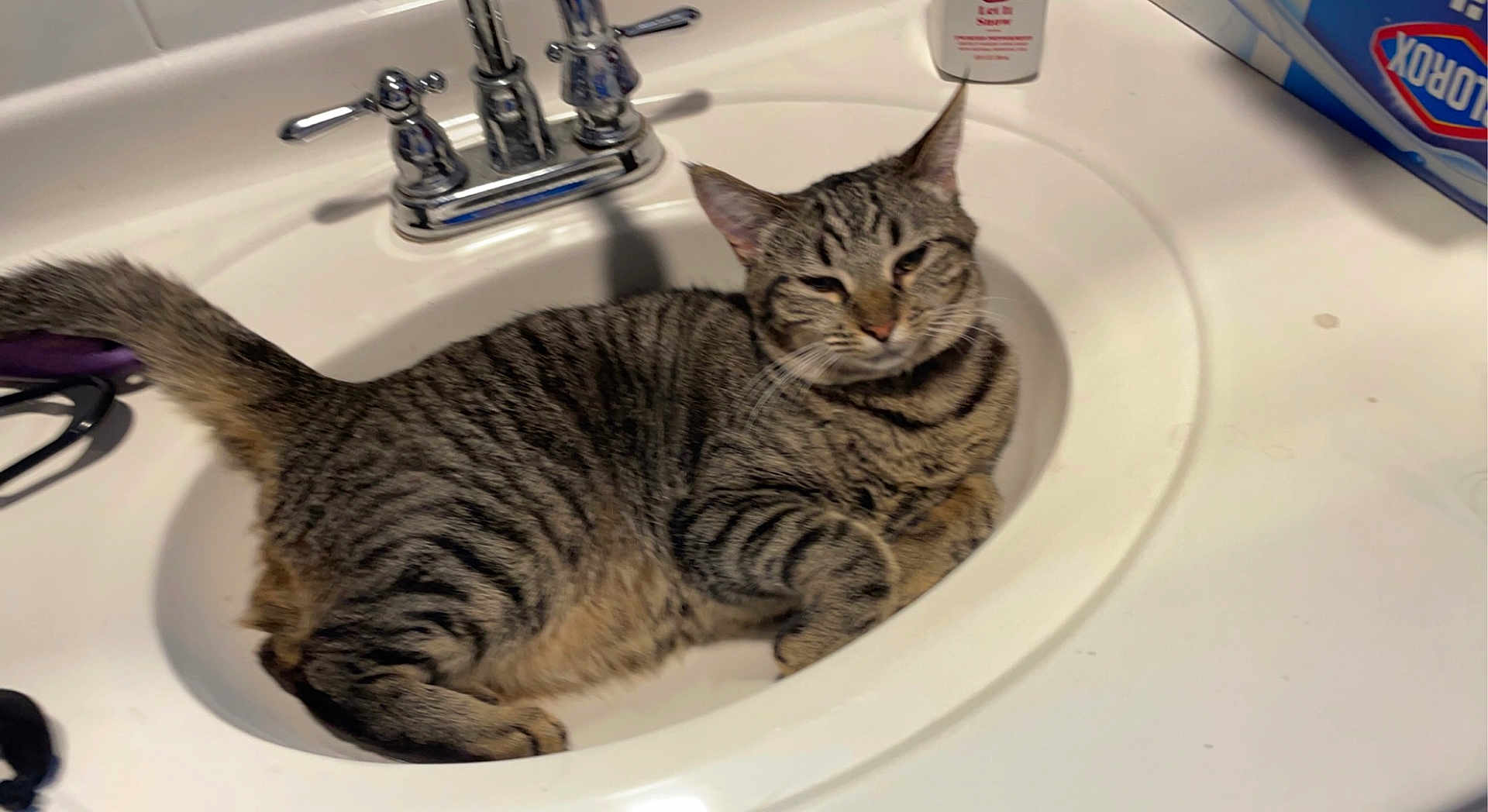 Sushi is registered to the contest to win money with this photo: cat, tabby_cat, sink, bathroom, faucet, white, domestic_cat, pet, animal, relaxed, lying_down, fur, whiskers, ears, tail, household, cleaning_supplies, clorox, lotion, countertop