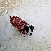 Haley May joined the competition — help win amazing prizes! dog, snow, winter, jacket, camouflage, outdoor, pet, animal, cold, fur, black_and_white, canine, walking, ground, nature, daylight, snowy, coat, tail, collar