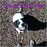 Haley May joined the competition — help win amazing prizes! dog, black_and_white, grass, shadow, outdoor, pet, looking_up, happy, canine, boots, text_overlay, nature, playful, collar, animal, summer, daylight, tongue_out, smiling, ground
