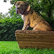 Keri Alvarado joined the competition — help win amazing prizes! animal, brindle_coat, bushes, calm, canine, daylight, dog, fur, garden, green_grass, leafy, majestic, nature, outdoor, park, peaceful, pet, sitting, trees, wooden_platform