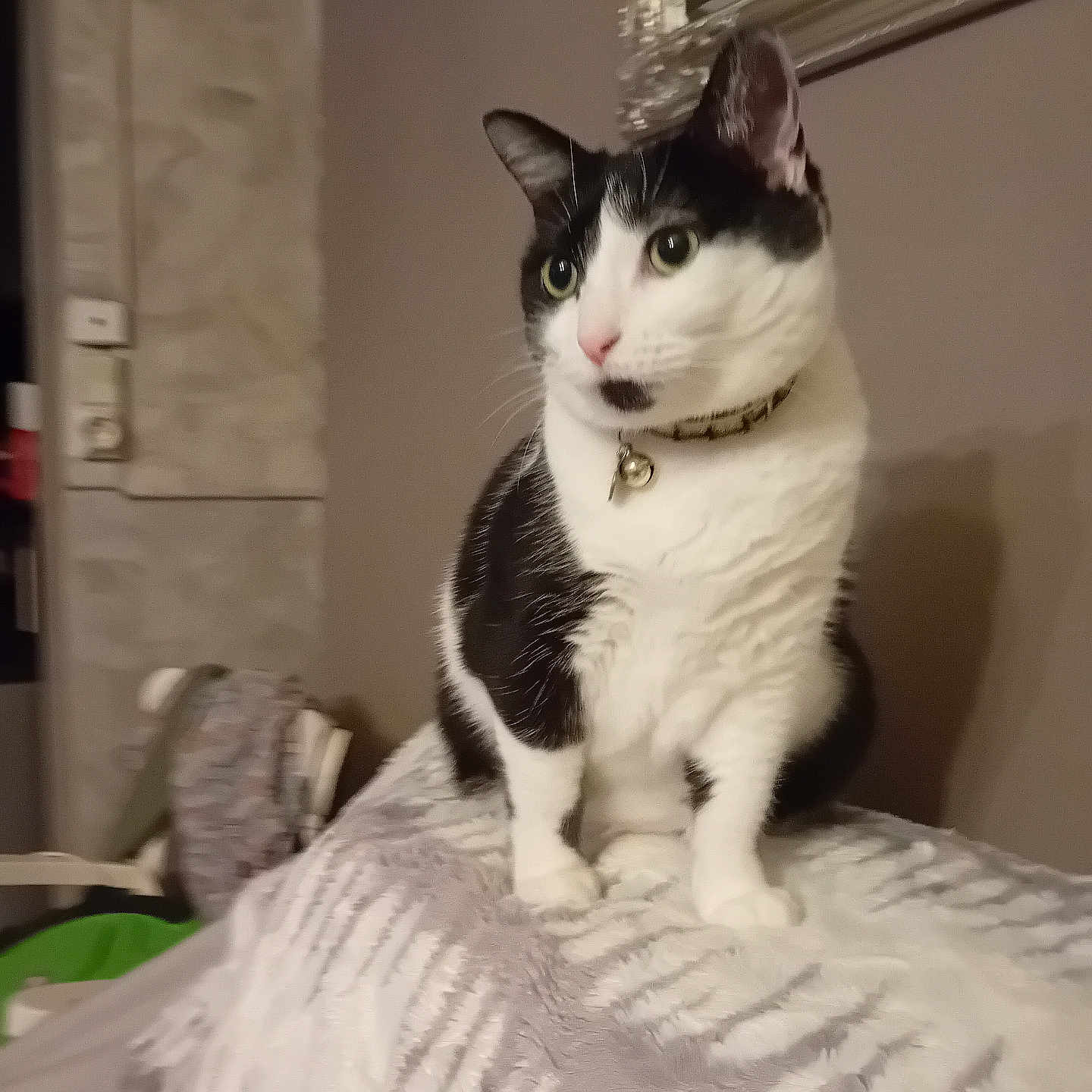 Princesse a rejoint le concours — aidez-le/la à gagner de superbes lots ! animal, bell, black_and_white, blanket, cat, collar, cozy, curious, domestic, ears, eyes, feline, fur, furniture, home, indoor, pet, sitting, texture, whiskers
