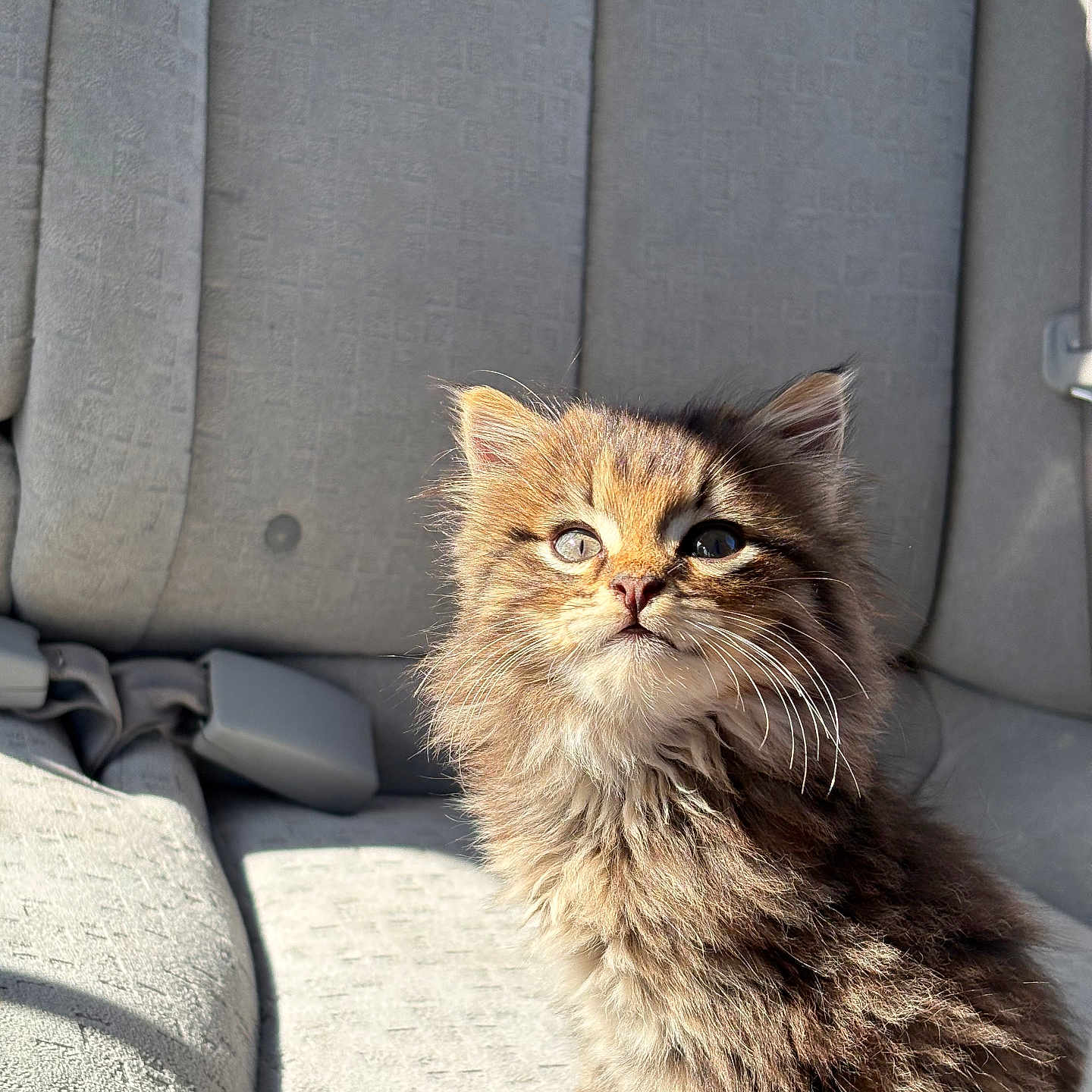Sibe is registered to the contest to win money with this photo: car_interior, car_seat, cat, closeup, cozy, cute, domestic, ears, feline, fluffy, fur, kitten, looking_up, pet, portrait, shadow, sitting, sunlight, whiskers, young
