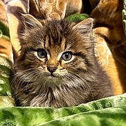 Sibe is registered to the contest to win money with this photo: kitten, cat, tabby, fluffy, whiskers, blue_eyes, fur, close_up, portrait, cozy, blanket, green_blanket, bedding, indoor, pet, young, adorable, face, ears, curious