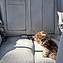 Sibe is registered to the contest to win money with this photo: kitten, cat, tabby, backseat, car_interior, car_seat, upholstery, sunlight, shadow, cute, furry, pet, portrait, sitting, whiskers, eyes, paws, domestic_animal, travel, small