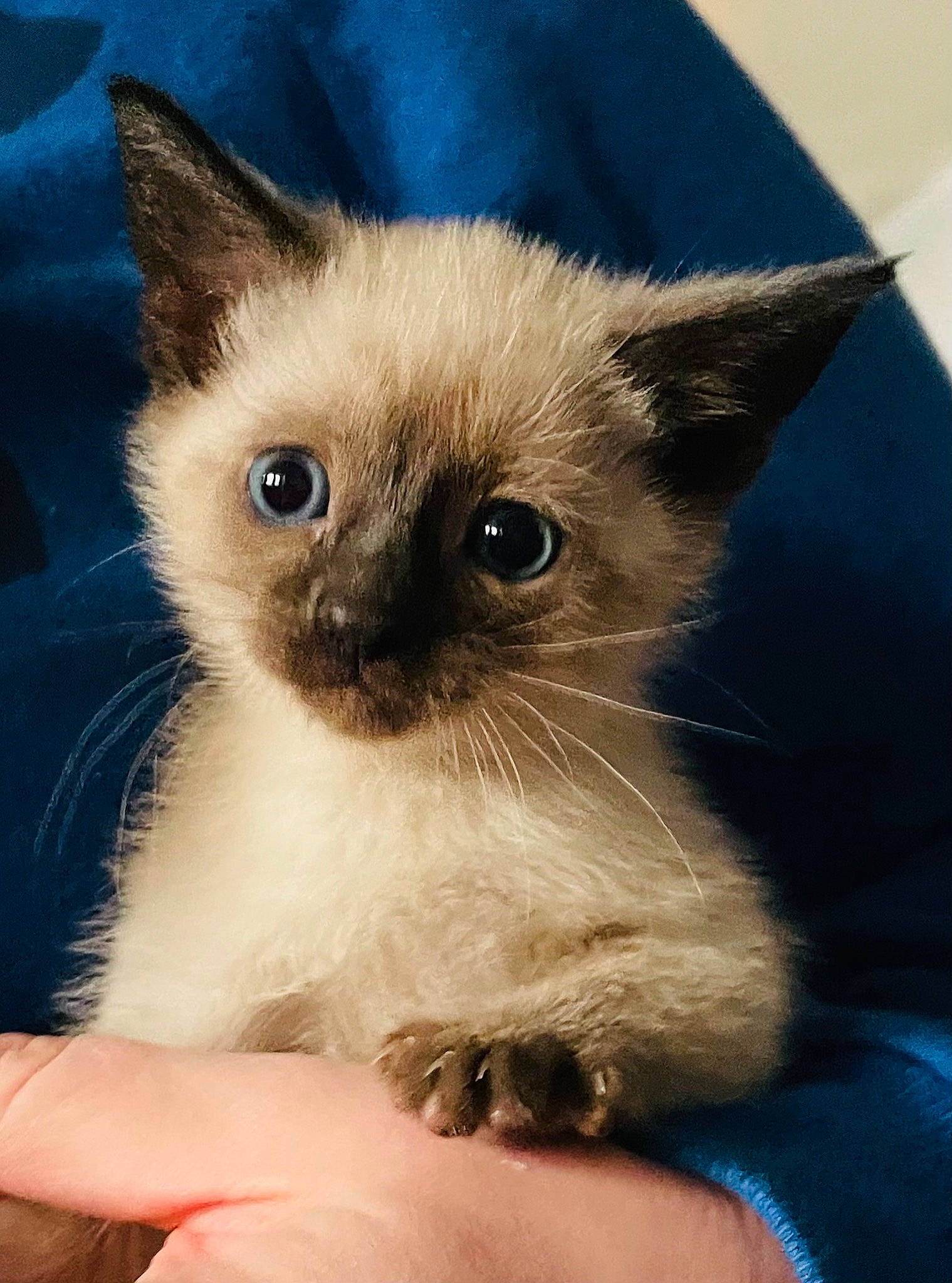 Callisto joined the competition — help win amazing prizes! balinese, birman, carnivore, cat, electric_blue, eye, fawn, felidae, fur, head, ragdoll, siamese, small_to_medium_sized_cats, snout, thai, whiskers