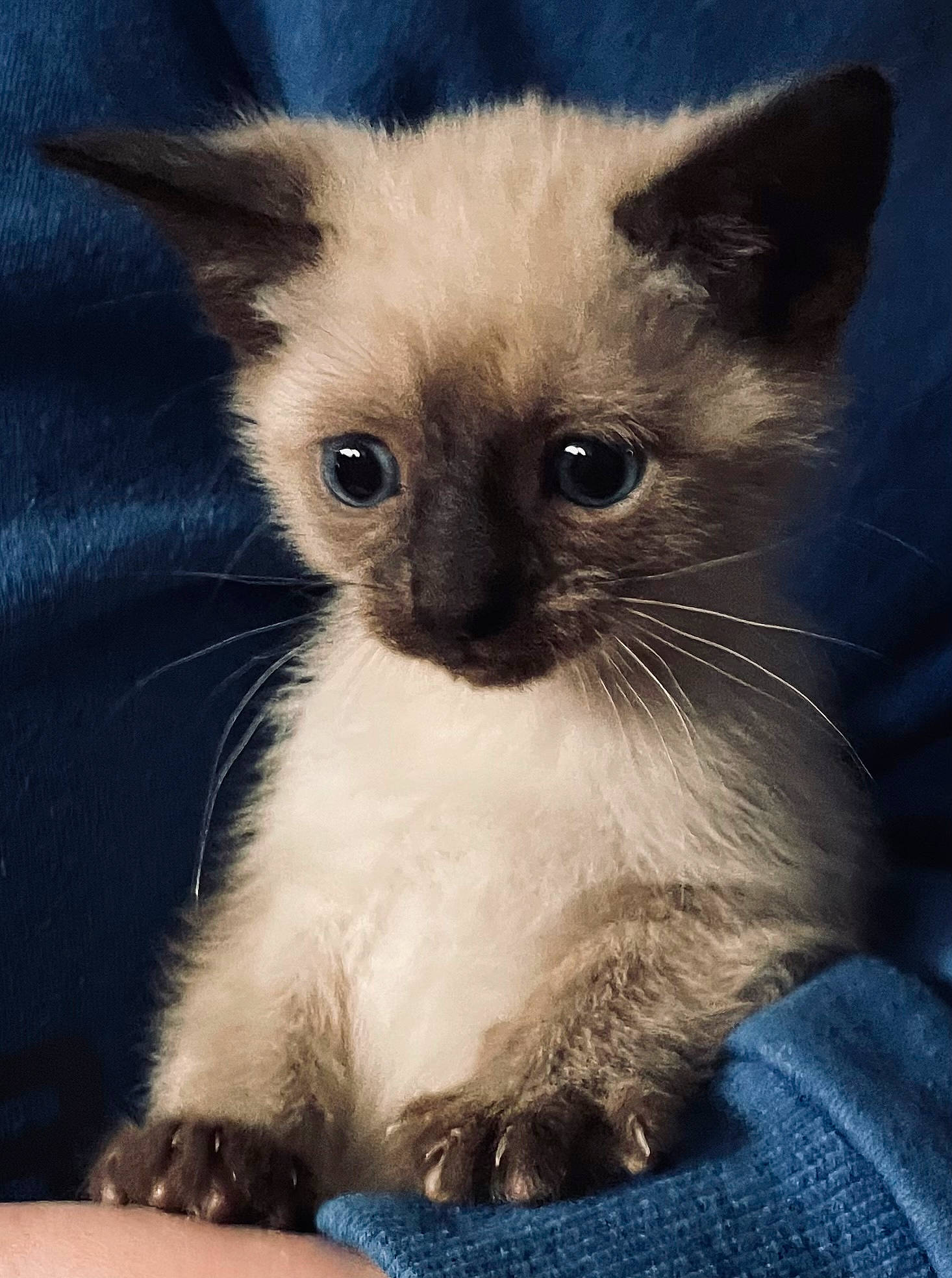 Callisto joined the competition — help win amazing prizes! birman, carnivore, cat, electric_blue, eyelash, fawn, felidae, fur, head, siamese, small_to_medium_sized_cats, snout, terrestrial_animal, whiskers