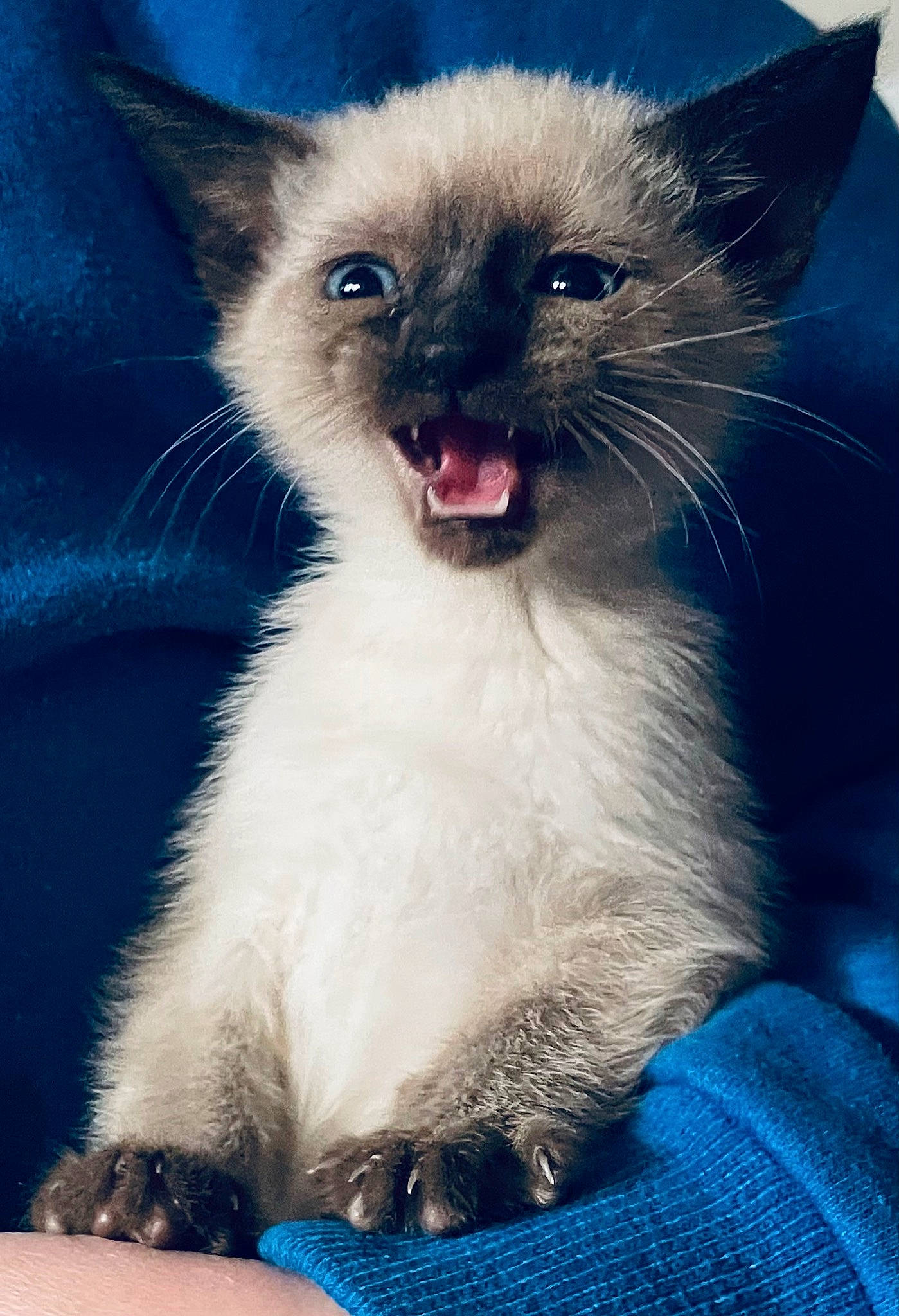 Callisto is registered to the contest to win money with this photo: blue, carnivore, cat, claw, electric_blue, fang, fawn, felidae, foot, fur, paw, siamese, sitting, small_to_medium_sized_cats, snout, tail, terrestrial_animal, thai, whiskers