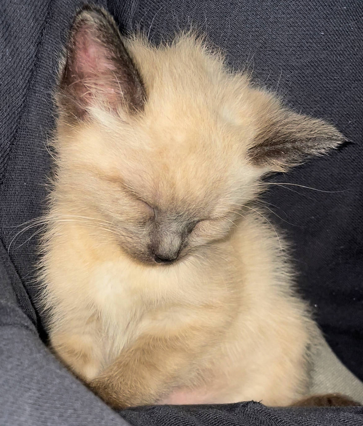 Obsidian is registered to the contest to win money with this photo: birman, carnivore, cat, comfort, ear, face, fawn, felidae, fur, nap, paw, ragdoll, siamese, sleep, small_to_medium_sized_cats, snout, terrestrial_animal, whiskers, wildlife, wrinkle